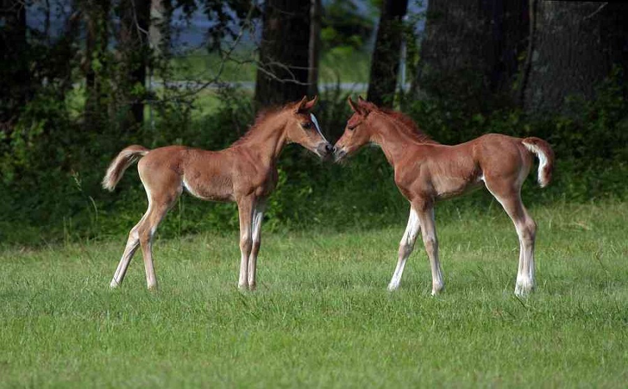 Belgium Warmblood Foals / BWP Foals For Sale